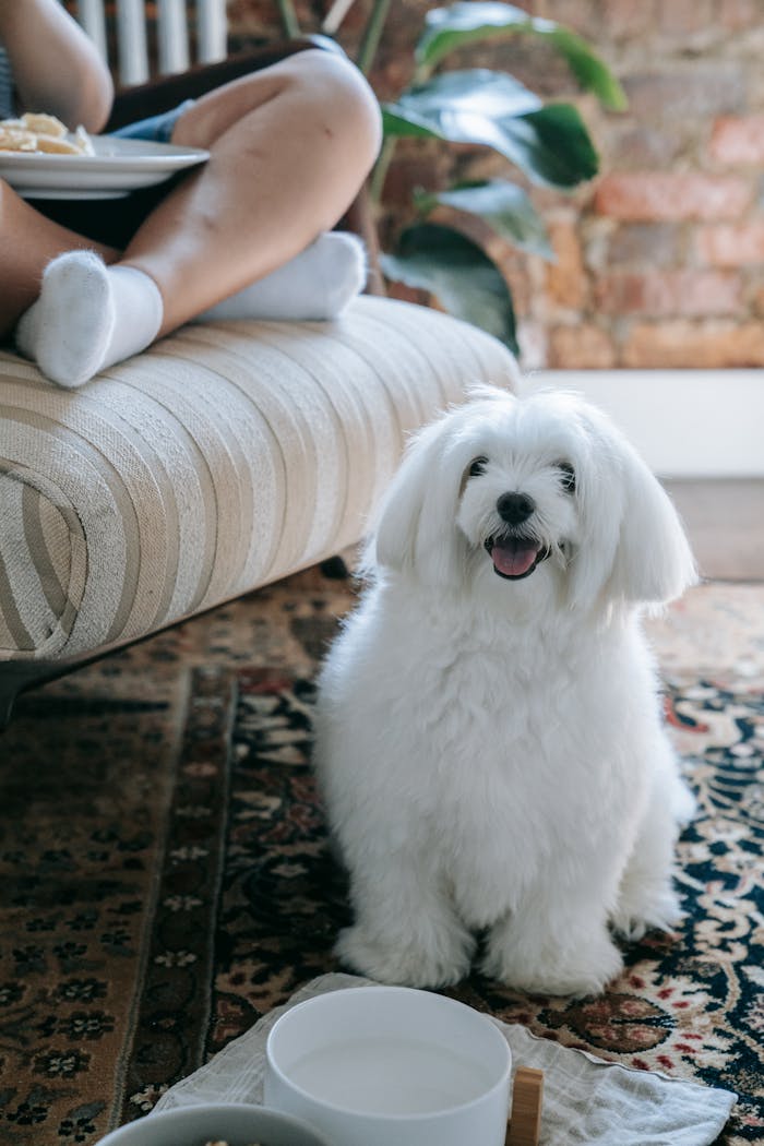 Cute Maltese dog sitting on a carpet indoors beside a person.